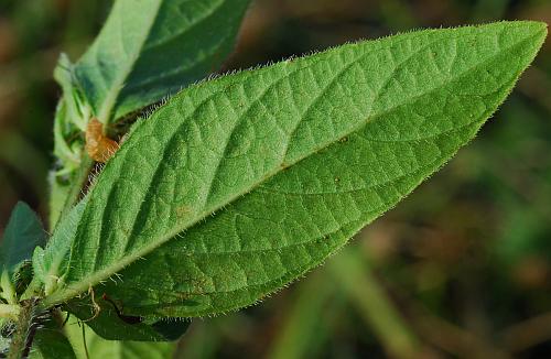 Ruellia_humilis_leaf2.jpg