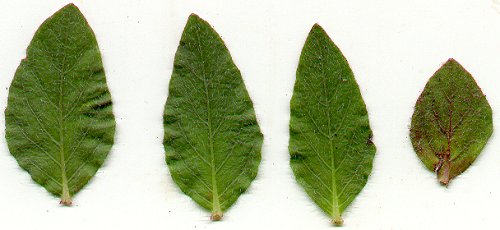 Ruellia_humilis_leaves.jpg