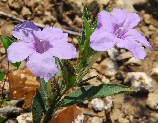 Ruellia_humilis_plant.jpg