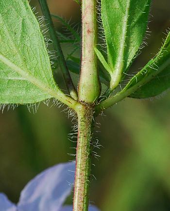 Ruellia_humilis_stem.jpg