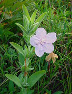 Ruellia humilis thumbnail