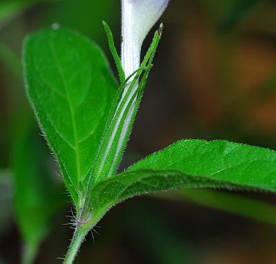 Ruellia_pedunculata_calyx.jpg