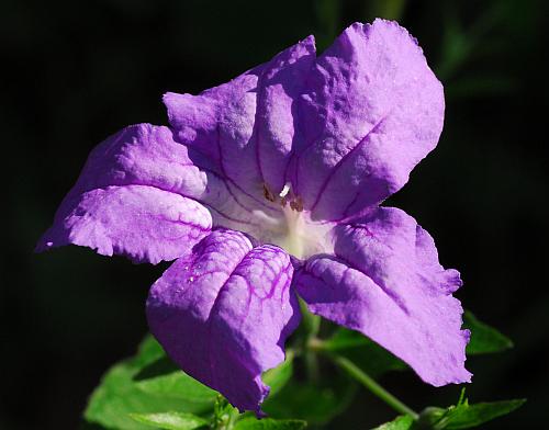 Ruellia_pedunculata_corolla.jpg