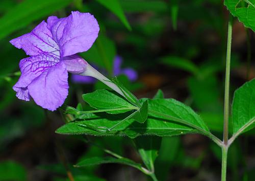 Ruellia_pedunculata_flower.jpg