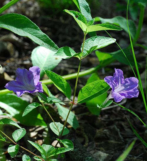 Ruellia_pedunculata_plant.jpg