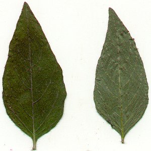 Ruellia_pedunculata_pressed_leaves.jpg