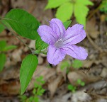 Ruellia pedunculata thumbnail