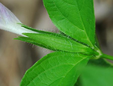 Ruellia_strepens_calyx.jpg