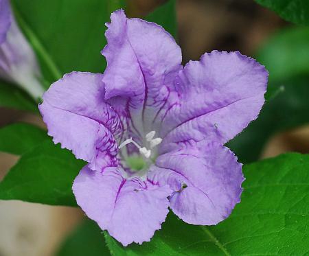 Ruellia_strepens_corolla.jpg