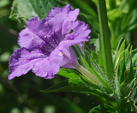 Ruellia_strepens_flower.jpg