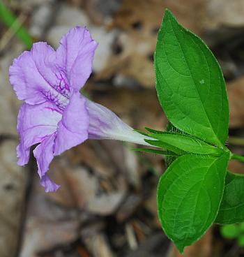 Ruellia_strepens_flower2.jpg