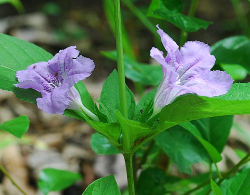 Ruellia_strepens_inflorescence.jpg