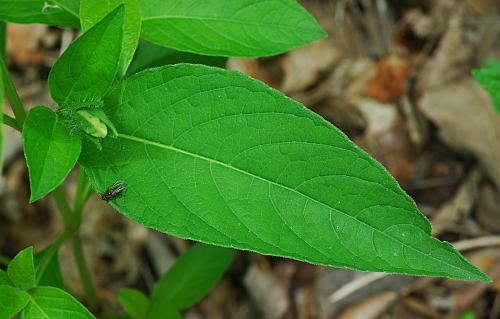 Ruellia_strepens_leaf1.jpg