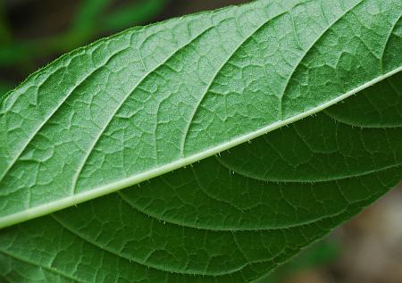 Ruellia_strepens_leaf2.jpg