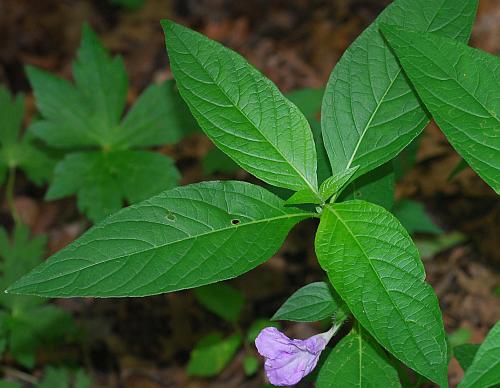 Ruellia_strepens_leaves1.jpg