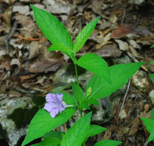 Ruellia_strepens_plant.jpg