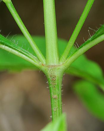 Ruellia_strepens_stem.jpg