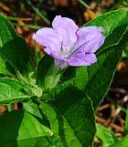 Ruellia strepens thumbnail