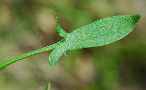 Rumex_acetosella_basal1.jpg