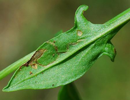 Rumex_acetosella_basal2.jpg