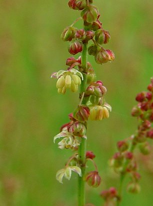 Rumex_acetosella_flowers.jpg