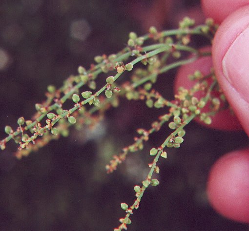 Rumex_acetosella_fruits.jpg