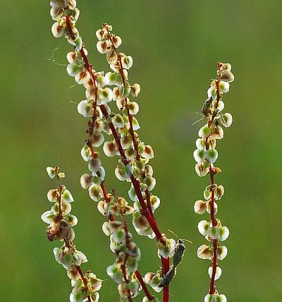 Rumex_acetosella_fruits2.jpg