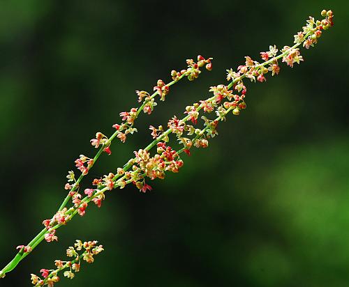 Rumex_acetosella_inflorescence.jpg