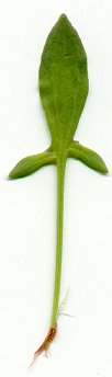 Rumex_acetosella_leaf.jpg