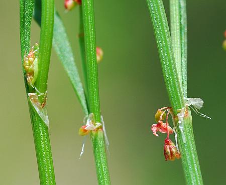 Rumex_acetosella_ocreae.jpg