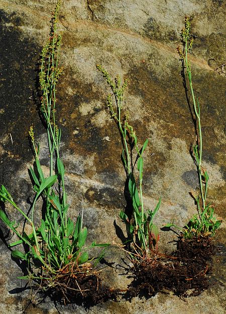 Rumex_acetosella_plant.jpg