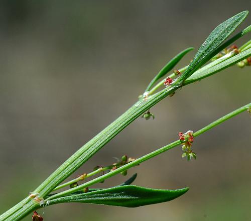 Rumex_acetosella_stem.jpg