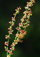 Rumex acetosella thumbnail