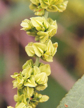 Rumex_altissimus_fruits.jpg