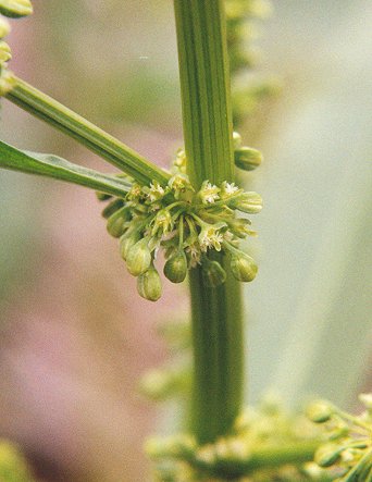 Rumex_altissimus_pistillate_flowers.jpg