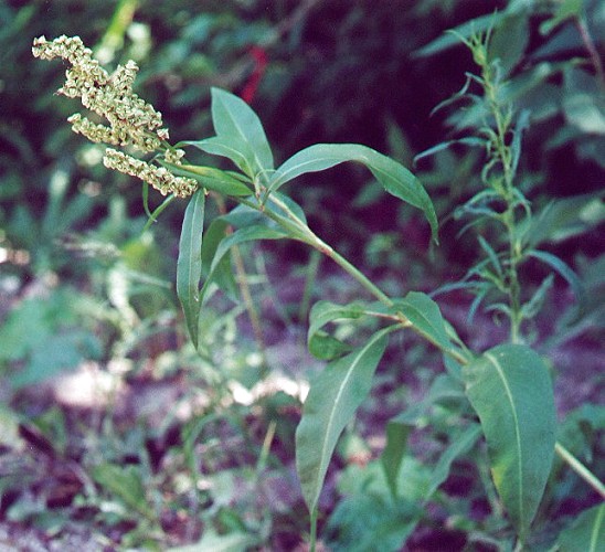 Rumex_altissimus_plant.jpg