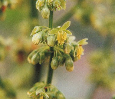 Rumex_altissimus_staminate_flowers.jpg