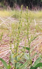 Rumex altissimus thumbnail