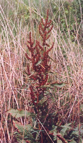 Rumex_crispus_mature_plant.jpg