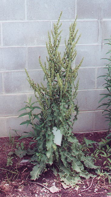 Rumex_crispus_plant.jpg