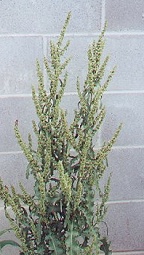 Rumex crispus thumbnail