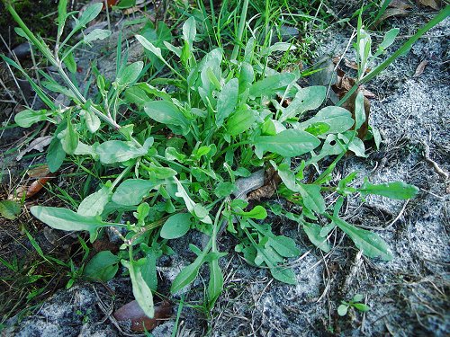 Rumex_hastatulus_basals.jpg