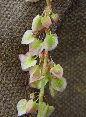 Rumex_hastatulus_fruits.jpg