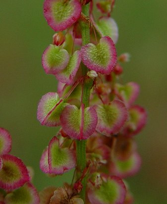 Rumex_hastatulus_fruits2.jpg