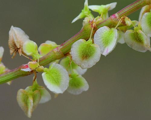 Rumex_hastatulus_fruits3.jpg