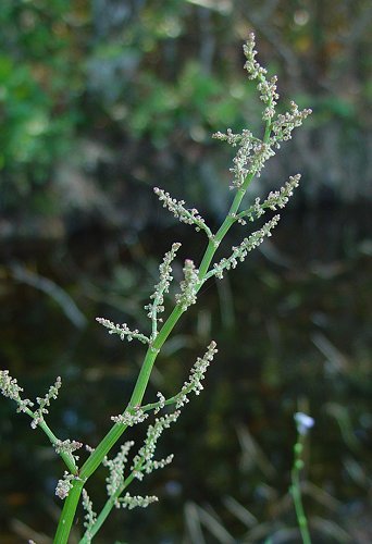 Rumex_hastatulus_inflorescence.jpg