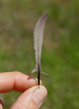 Rumex_hastatulus_leaf.jpg