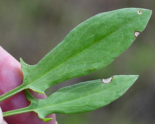 Rumex_hastatulus_leaf1.jpg