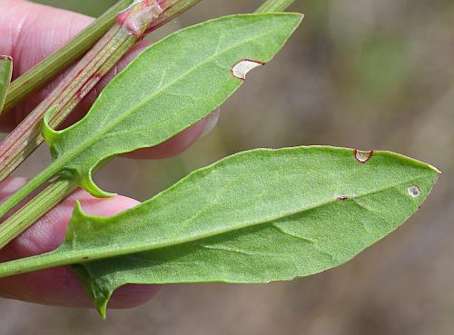 Rumex_hastatulus_leaf2.jpg