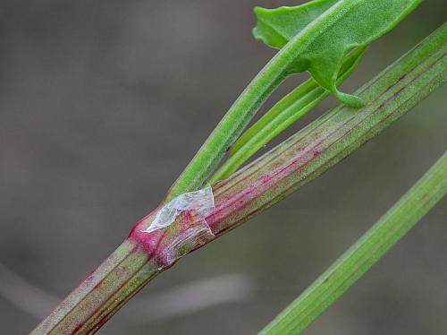 Rumex_hastatulus_ocrea.jpg